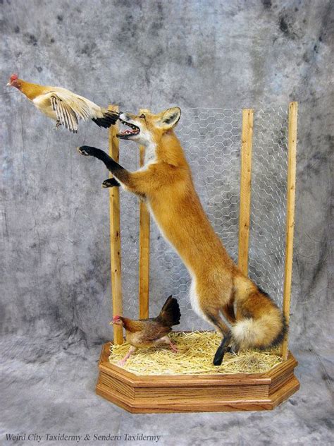 Fox In The Henhouse Taxidermy Mount By Weirdcitytaxidermy On Etsy