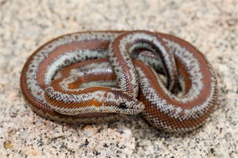 Rosy Boa Rosy Boa Reptiles Pet California King Snake