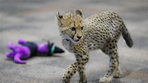 Photos The Improbable Friendship Of Kris The Cheetah And Remus The