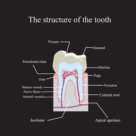 Dentaltown Where The Dental Community Lives® Dental Dental Anatomy