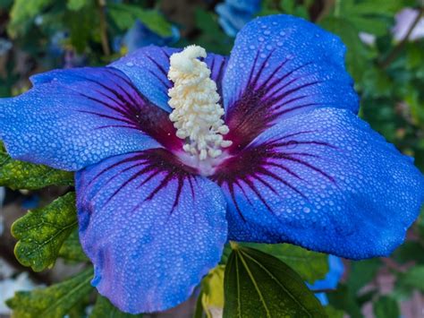 Blue Hawaiian Flower