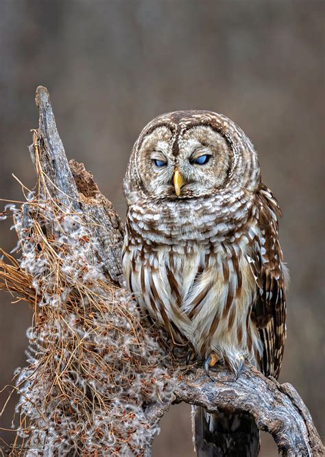 Barred Owl Blue Eyed Photograph By Leeann Mclanegoetz