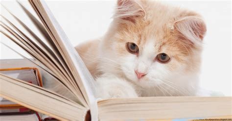 Hd Wallpapers Lovely Cat Reading Book
