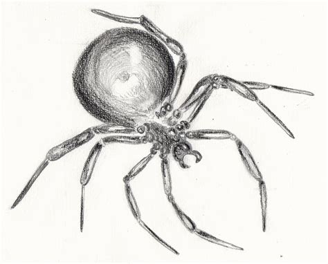Outline black widow spider vector icon for web design isolated on white background. Weekly : Doodles and tuts: Drawspace lesson M05: How to ...