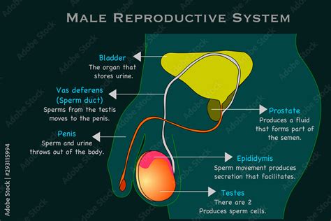 Vetor Do Stock Male Reproductive System Man Reproduction Organs