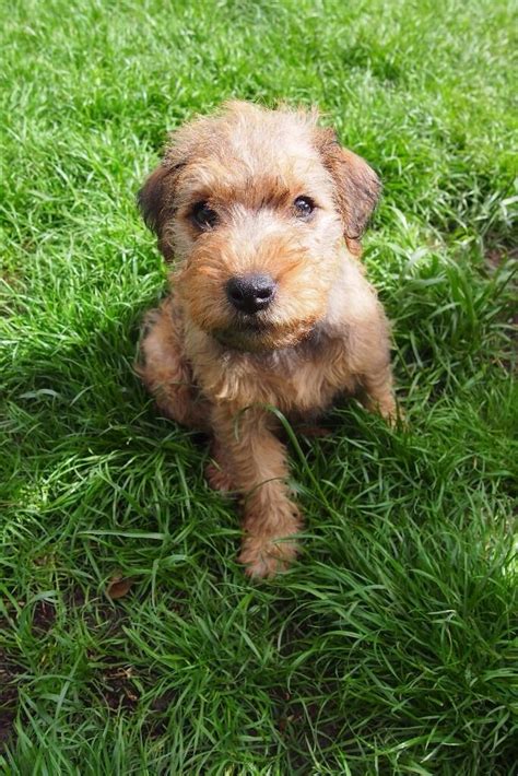This is the price you can expect to budget for a lakeland terrier with papers but without breeding rights nor show quality. Lakeland Terrier x Puppies- 1 left | in Cullompton, Devon ...