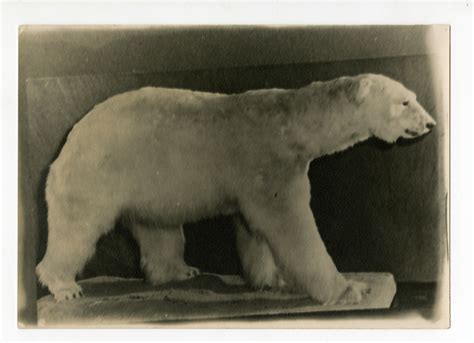 Polar Bear Stuffed Bowdoin College Library Special Collections