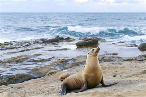 La Jolla Seals And Sea Lions Exactly How To Visit Map La Jolla Mom