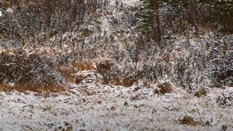 Optical Illusion Can You Spot A Hidden Wolf In The Snow Laden Forest