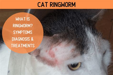 Cat Ringworm Symptoms Diagnosis Treatment And Care