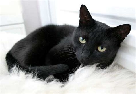 Black cat good fortune telling game, 1946 #blackcatappreciationday mr. CAT FRIDAY: Today is Black Cat Appreciation Day! | Bloglander