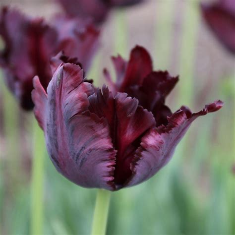 Tulip Black Parrot 10 Bulbs Longfield Gardens
