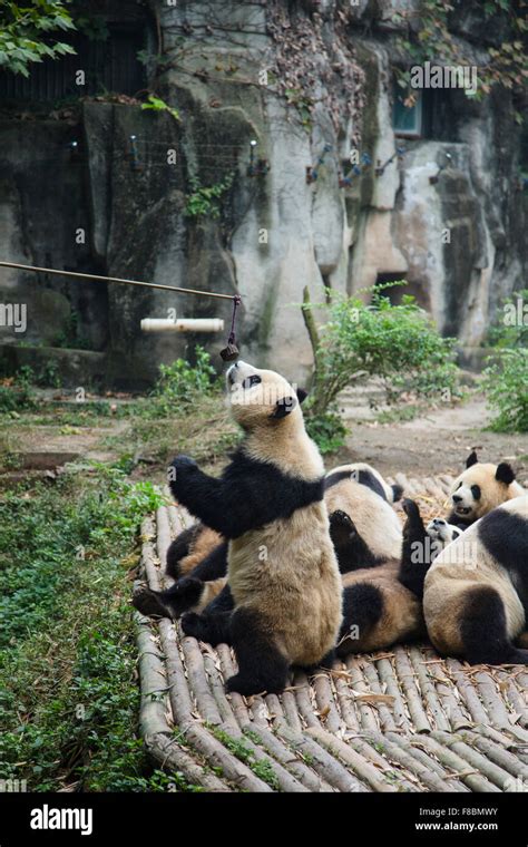 Alimentar A Los Pandas Con Palo Largo De Chengdu Provincia De Sichuan