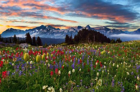 Mountains Sunset Field Flowers Mount Rainier Washington Landscape