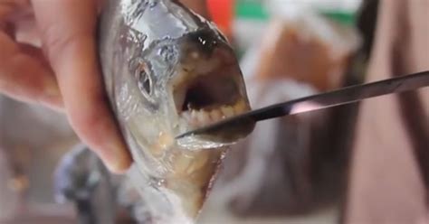 Bizarre Fish With Human Teeth Which Can Rip Off Testicles With Single