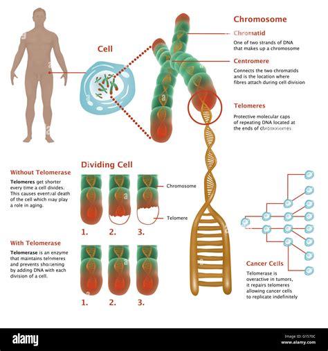 Chromosome Structure Diagram