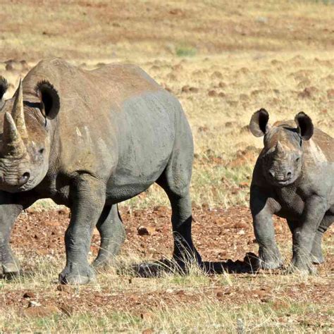 In honour of endangered species day, we have listed five species of magnificent animals of africa that are heartbreakingly listed as endangered species. Endangered Animals in Africa | Rare & Endangered Wildlife ...