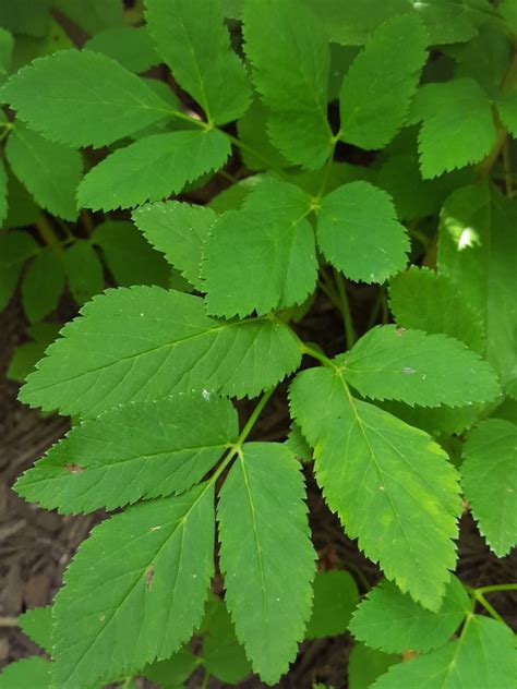 How To Remove Ornamental Grass Roots - how to remove ornamental grass roots