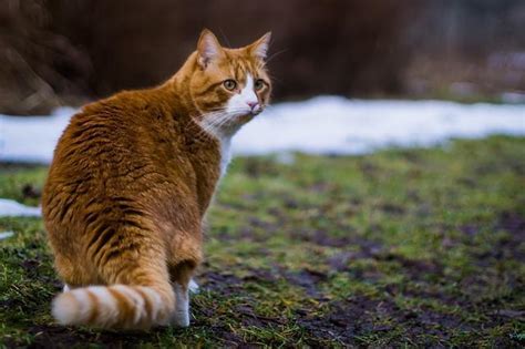 All orange cats are tabbies , but not all tabbies are orange cats! Orange Tabby Cat Name List - Male And Female