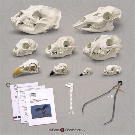 Wildlife Skull Identification Forensic Set Bone Clones Inc