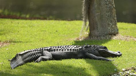 Florida Alligator Hunting Season Is Now Underway 921 Ctq Maverick