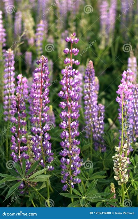 Blooming Lupine Flowers Whole Field Stock Photo Image Of Blooming
