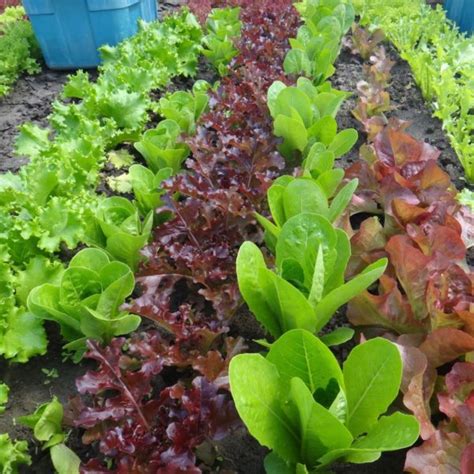 Lettuce Mix Urban Seedling