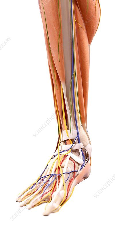 Human Foot Anatomy Stock Image F0156026 Science Photo Library