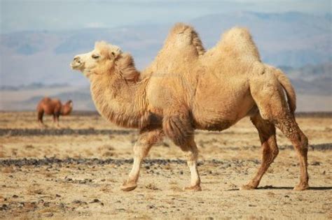 Tras Las Huellas De HerÓdoto Camellos SegÚn La Pluma De Plinio
