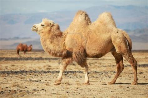 It helped the desert animal go without any food for three days. TRAS LAS HUELLAS DE HERÓDOTO. . . : CAMELLOS, SEGÚN LA ...