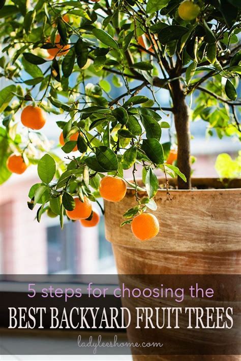 5 Steps For Choosing The Best Backyard Fruit Trees Fruit Trees