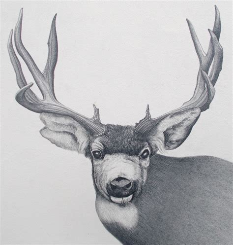 Mule Deer Pencil Title