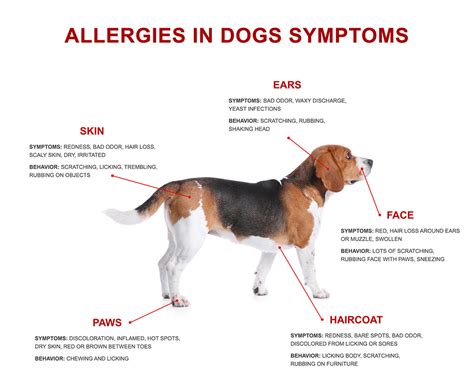 The Most Common Seasonal Allergies In Dogs And How To Prevent Them