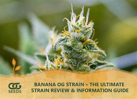 Banana Og Strain The Ultimate Strain Review And Information Guide