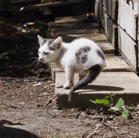 Nothing Can Stop This 2 Legged Kitten From Living Life To The Fullest