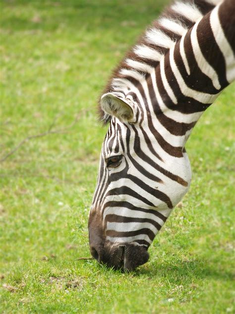 Interesting And Unique Zebra Facts For Kids Childfun