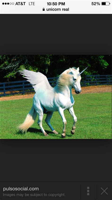 336 results for real unicorn. Unicorns are real everbody says they aren't but I know they are | Beautiful creatures, Real ...