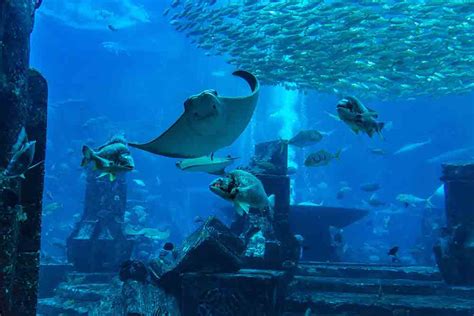 Visit Dubai Aquarium And Underwater Zoo About Ticket Price Timings