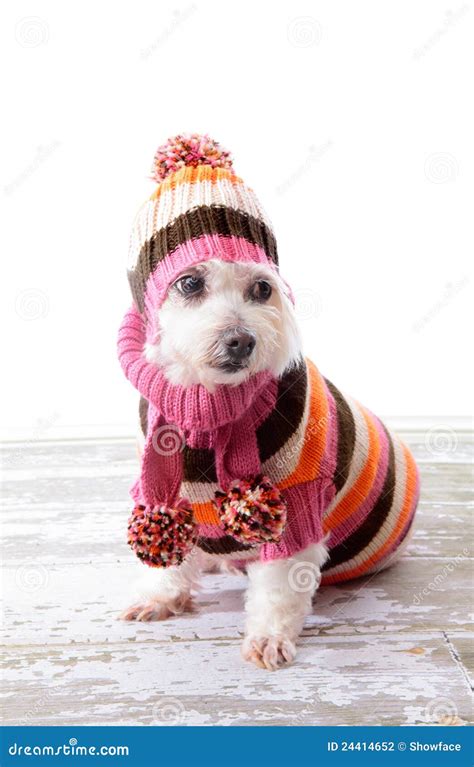 Adorable Dog Wearing Winter Sweater Stock Photography Image 24414652