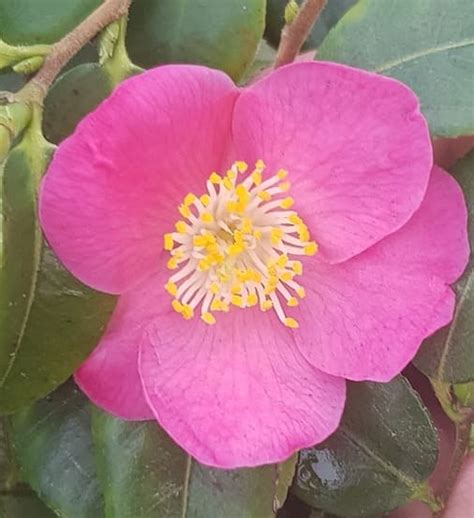 camellia hybride koto no kaori la maison du camélia