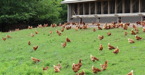 Top Reasons Why Pasture Raised Chickens Are Healthier For You
