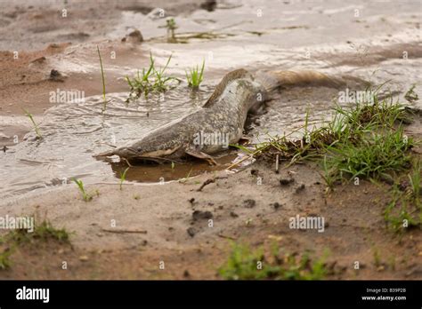 Walking Catfish Clarias Batrachus Make Their Way Across Land To Spawn