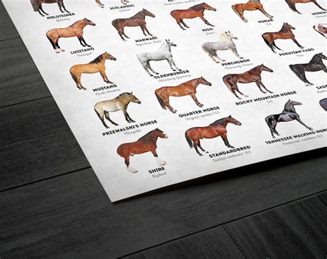 Horse Breeds Of The World Fine Art Print Horse Poster Etsy
