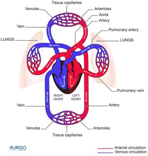 Blood Traveling Through The Circulatory System Circulatorysystem