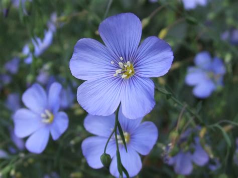 Wild Blue Flax Linum Lewisii Plant Care Guide Auntie Dogmas Garden