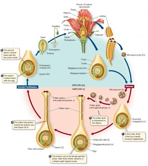 The Life Cycle Of Angiosperm Learn Science At Scitable Plants And