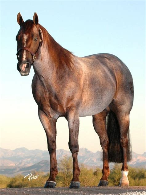 Pin By ♞♘emma♘♞ On Horses We ℒℴѵℯ Quarter Horse Stallion Quarter