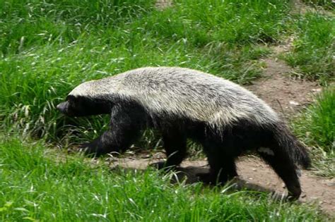 Honey Badger Facts Pictures Video And Information From
