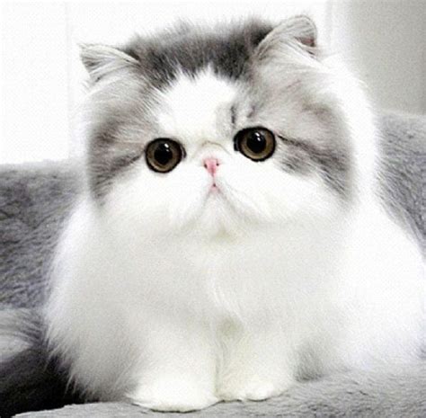 Top 10 Cutest Cat Breeds That Will Make You Smile Easyday Cute Cat