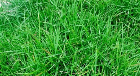 The 7 Best Bermuda Grass Seeds Reviews Tips And Buying Guide 2022